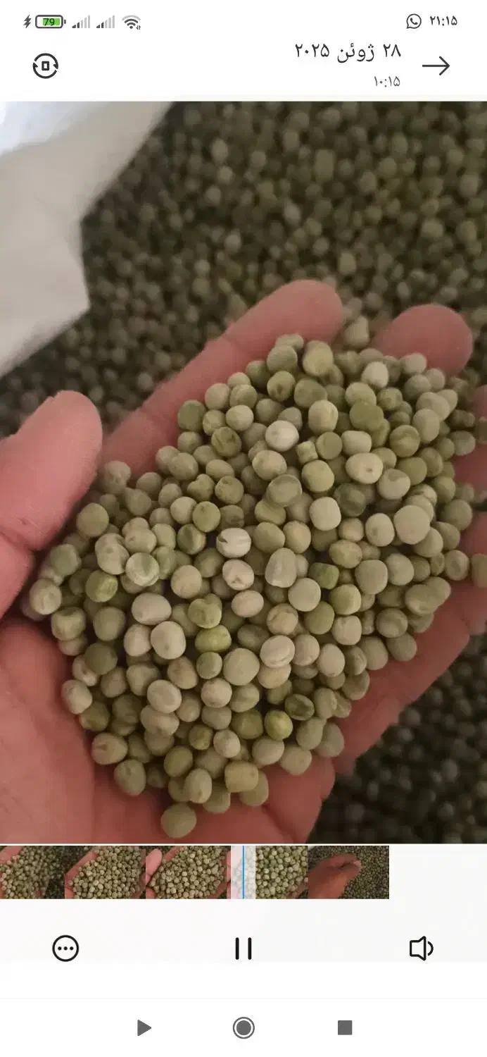 نخود فرنگی خشک بذری|عمده‌فروشی|ششده و قره بلاغ, |دیوار