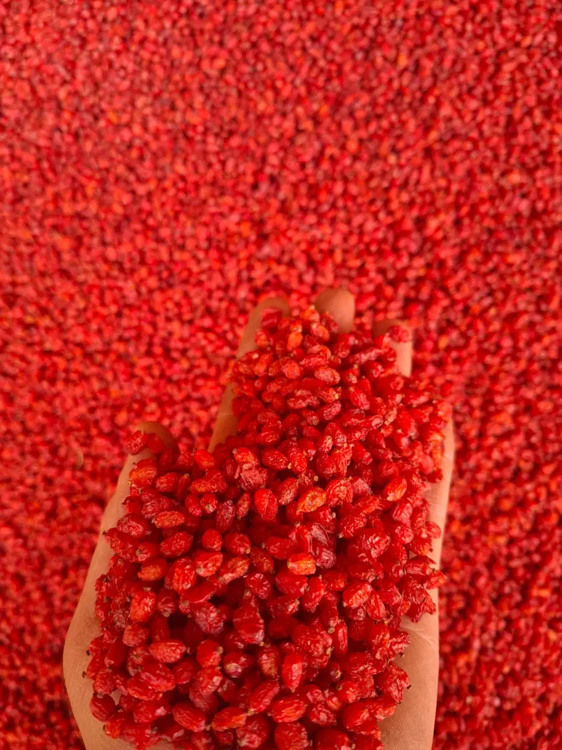 زرشک پفکی درجه یک خراسان جنوبی|خوردنی و آشامیدنی|شیراز, اصلاح‌نژاد|دیوار