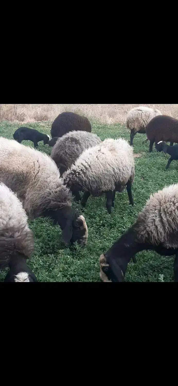 میش شال|حیوانات مزرعه|دینور, |دیوار