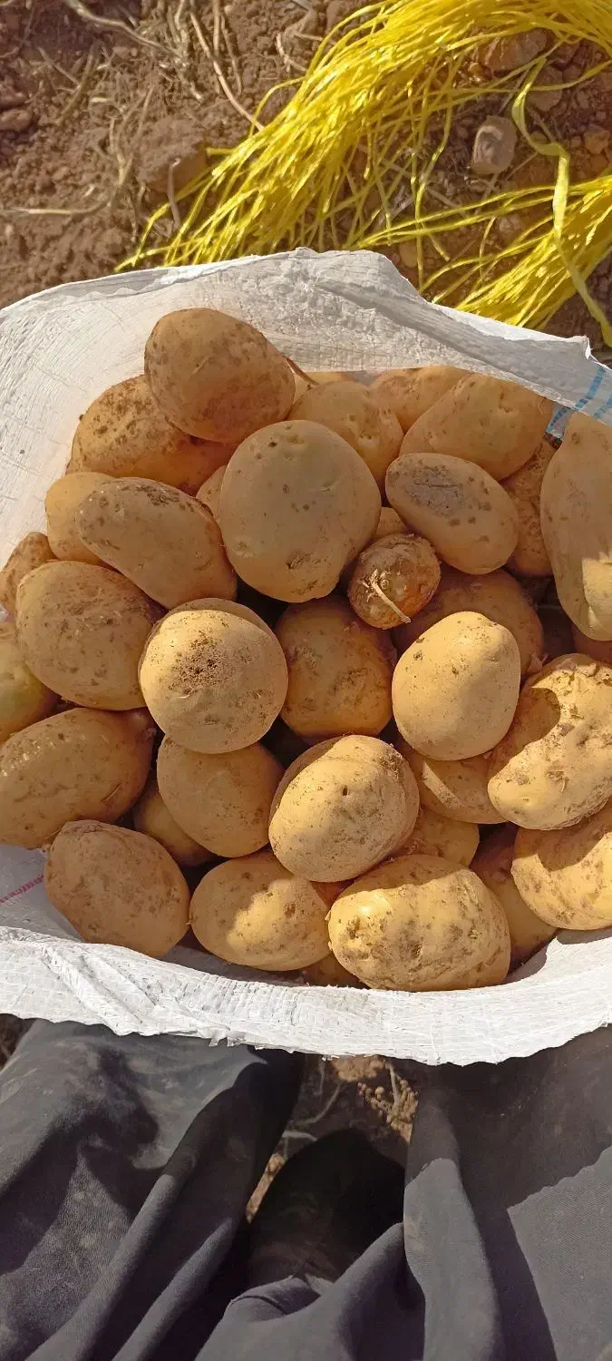 سیب زمینی اسپریت ۴۰۲ قیمت۲۴|خوردنی و آشامیدنی|سجاس رود, |دیوار