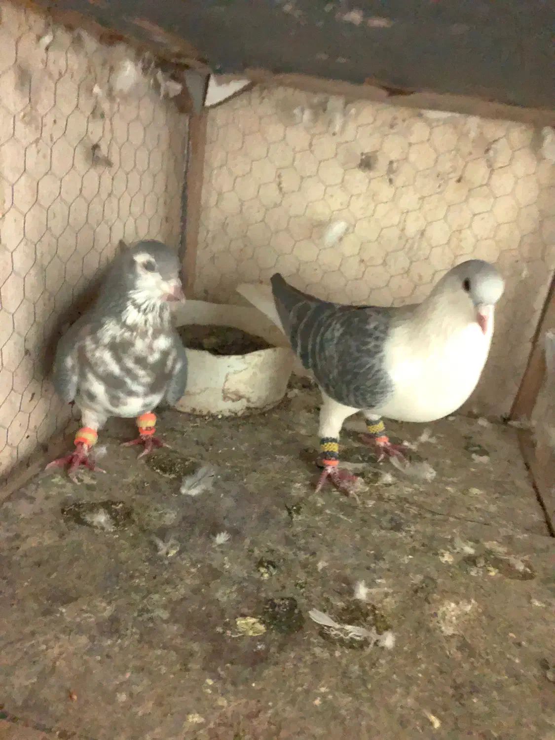 کفتر ساده مگسی|پرنده|مشهد, امیرآباد|دیوار