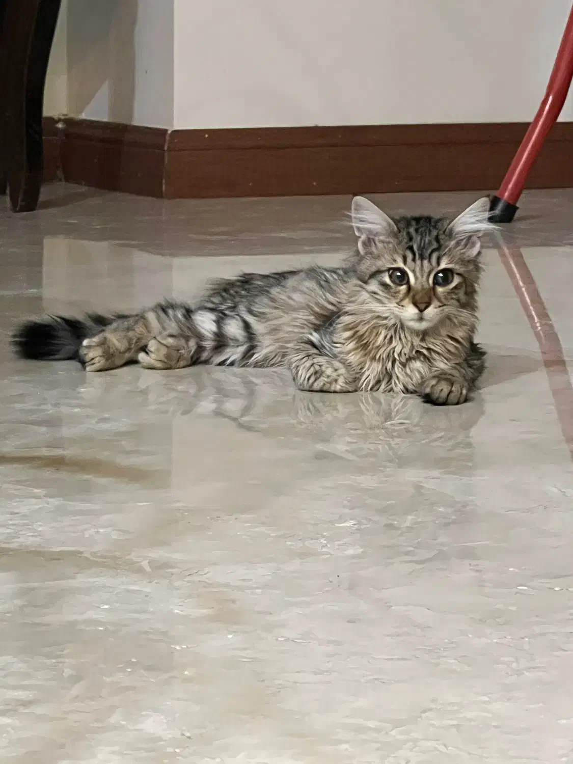 گربه|گربه|تهران, صادقیه|دیوار