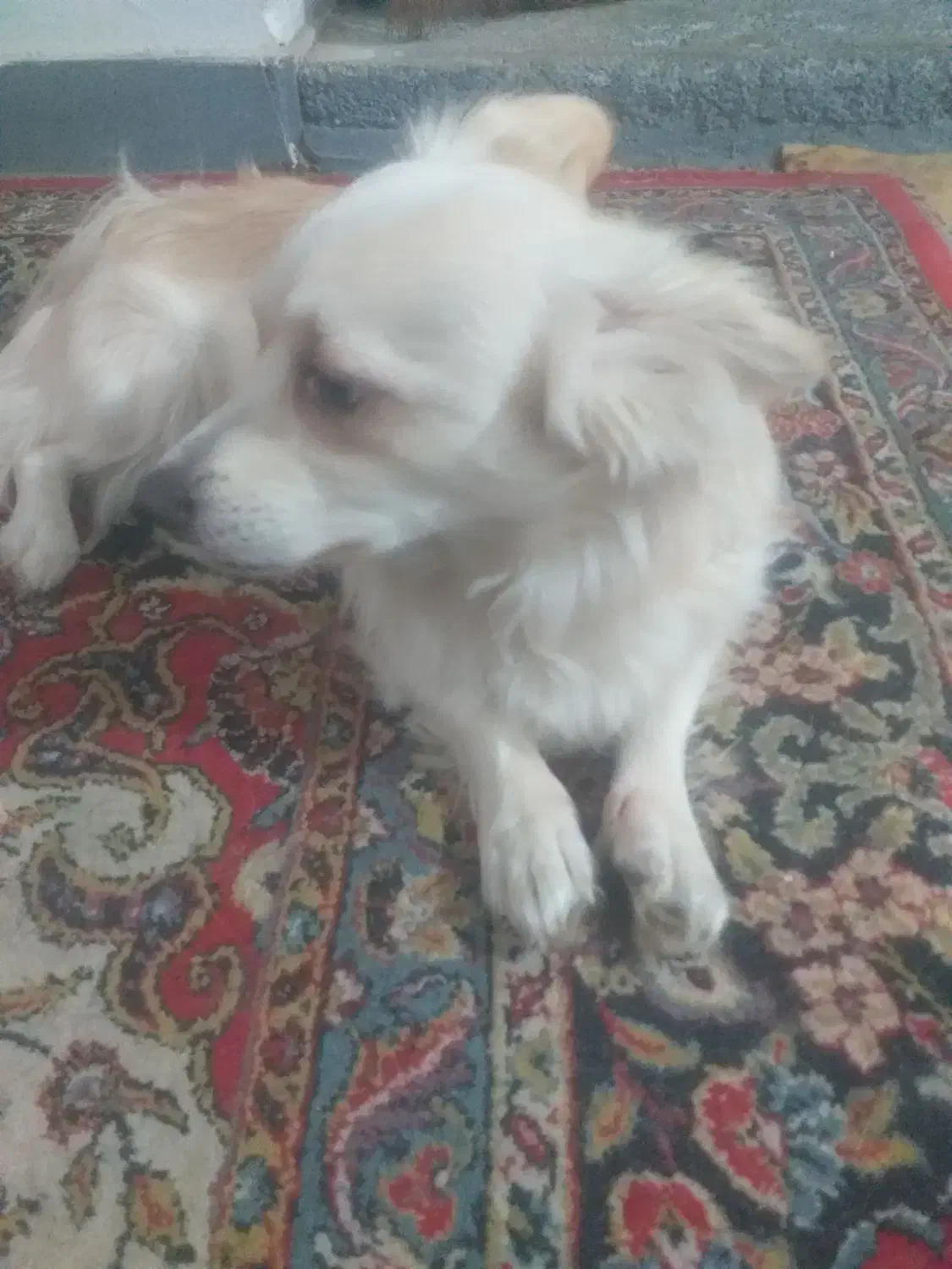 واگذاری سگ|سگ|ساری, |دیوار