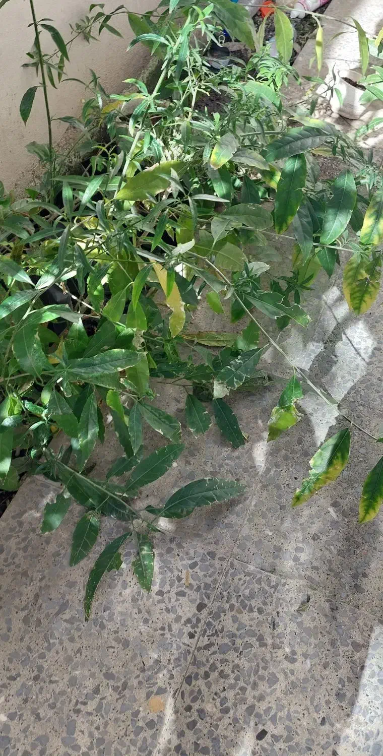 گل شبو|گل و گیاه طبیعی|رشت, شهرک آیت الله منتظری|دیوار