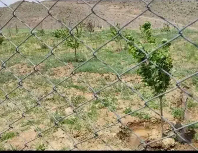 زمین کشاورزی اخر گلشهر چرناب چورناب چوره ناب|فروش دفتر صنعتی، کشاورزی، تجاری|زنجان, |دیوار