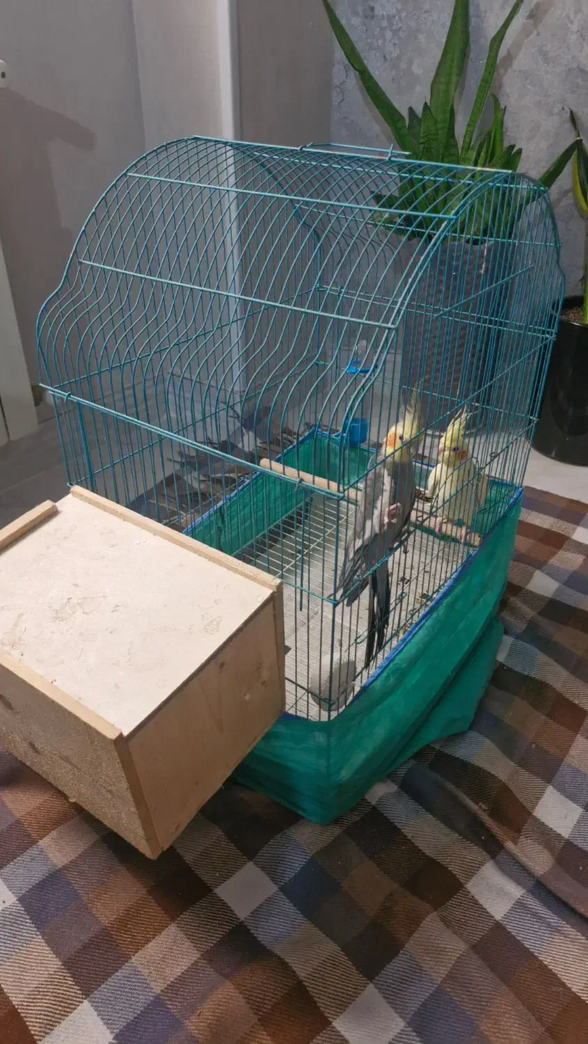 یک جفت عروس هلندی با قفس|پرنده|رشت, بلوار گیلان|دیوار