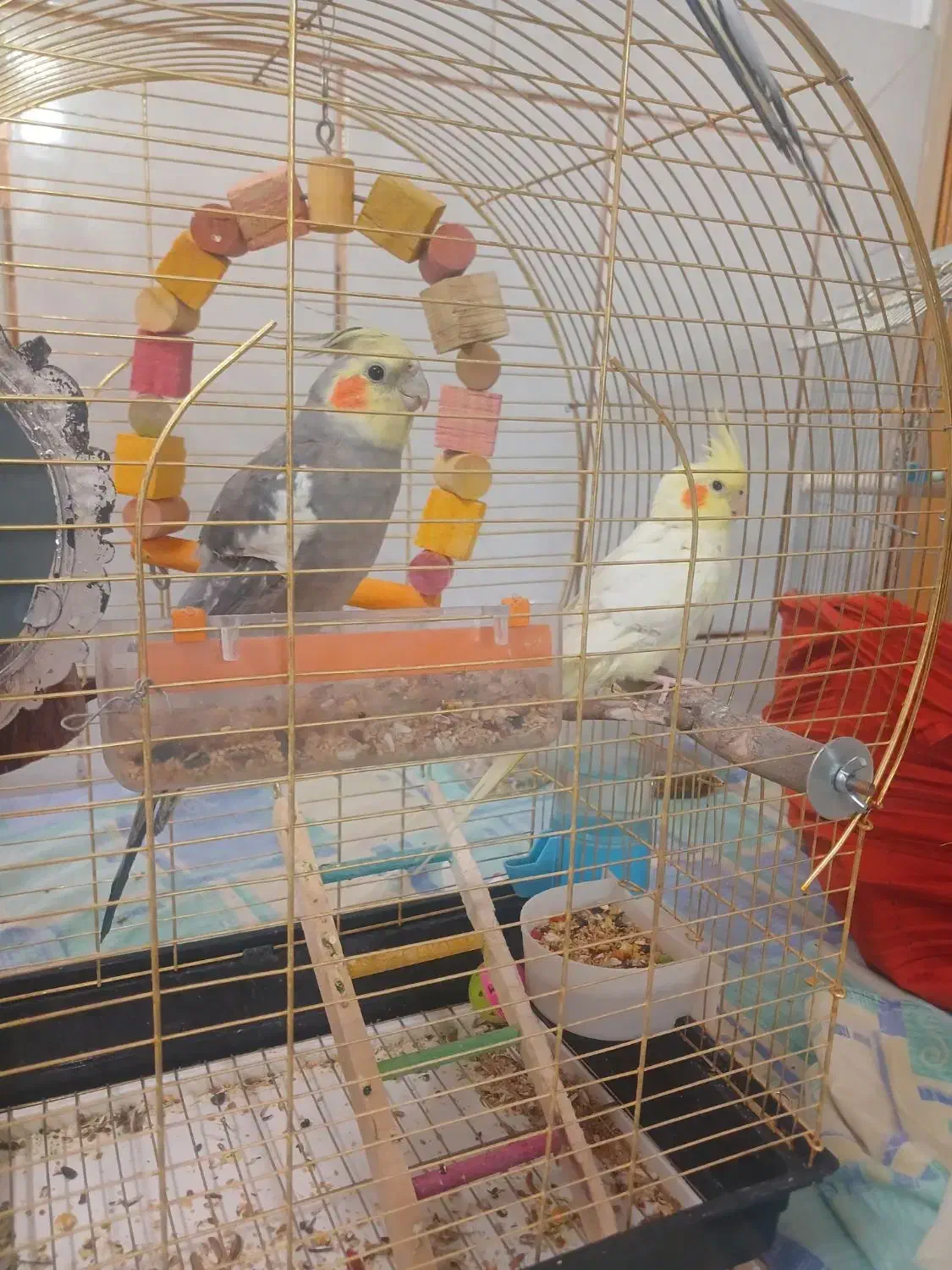 یک جفت عروس هلندی سخنگو|پرنده|شهرضا, |دیوار