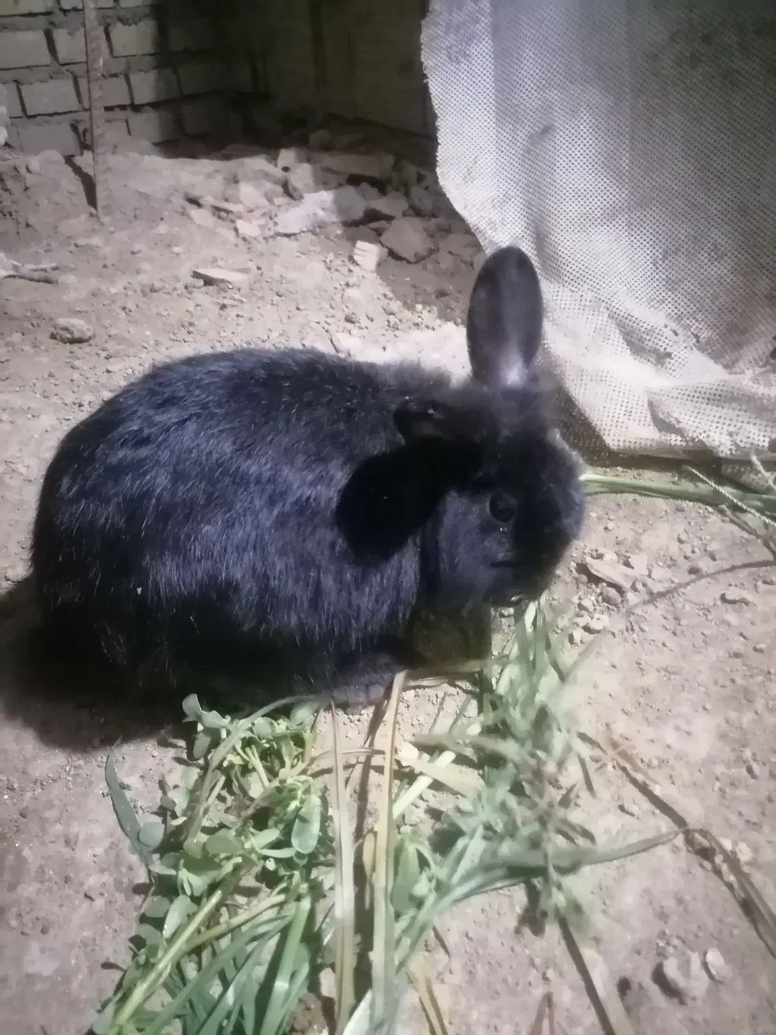 خرگوش لوپ ومعمولی|موش و خرگوش|گرگان, |دیوار