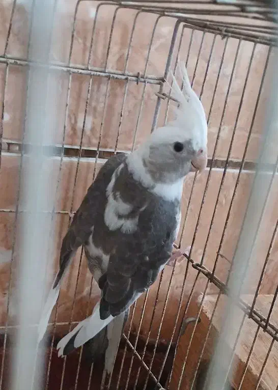 عروس هلندی ابلغ البینو|پرنده|شبانکاره, |دیوار