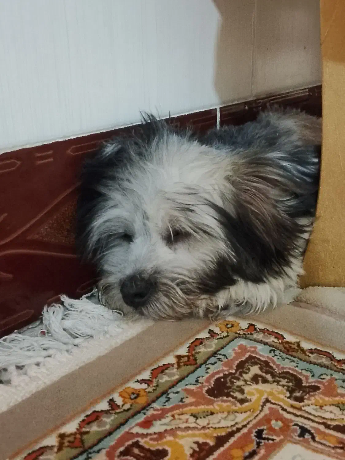 جکس سگ نر|سگ|زرندیه, |دیوار