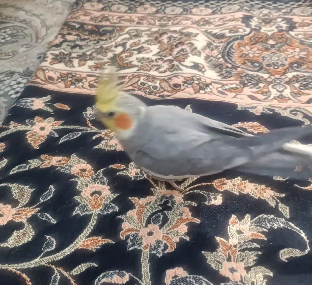 عروس هلندی نر دستی بازیگوش و سرگرم کننده|پرنده|لنجان, |دیوار