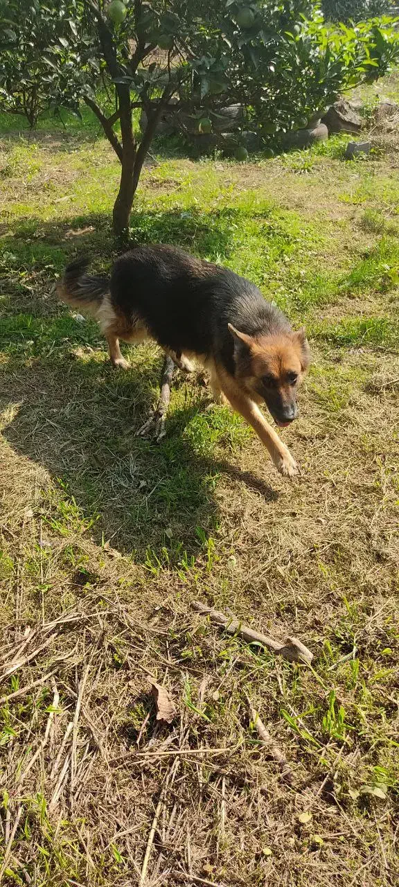 سگ ژرمن نگهبان|سگ|مرزنآباد, |دیوار