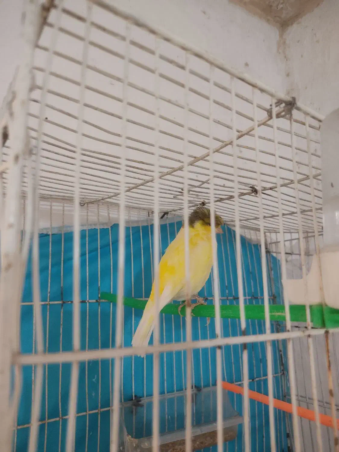 قناری معاوضه با قهوه ساز|پرنده|تربت جام, شهید نصرالهی|دیوار