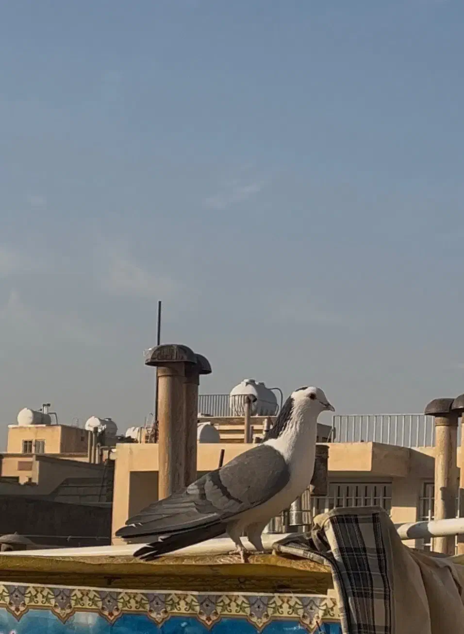 کبوتر گم شده|حیوانات|اصفهان, زهران|دیوار