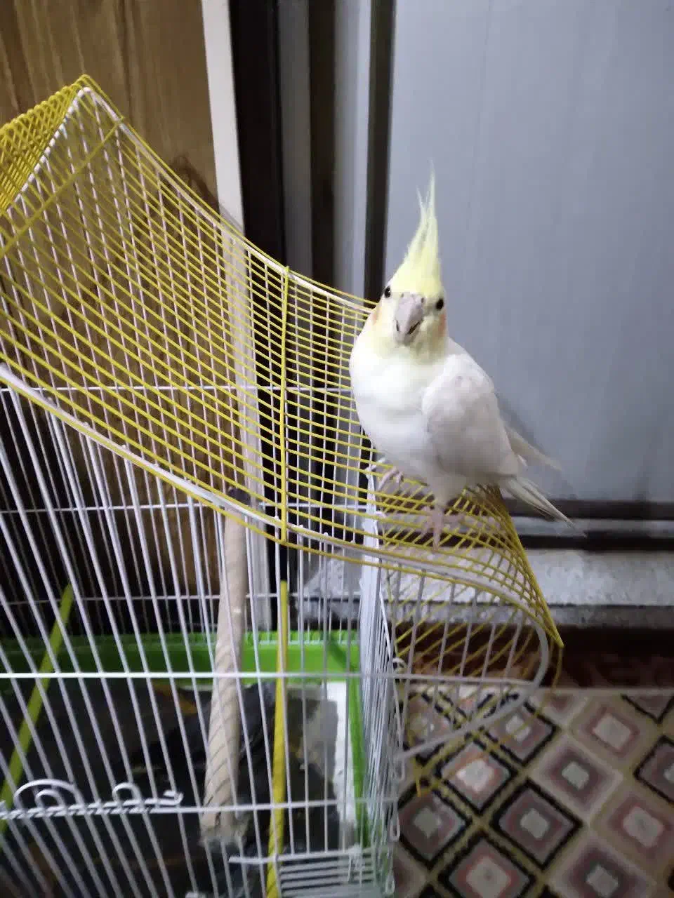 نروماده|پرنده|نجفآباد, امام خمینی|دیوار