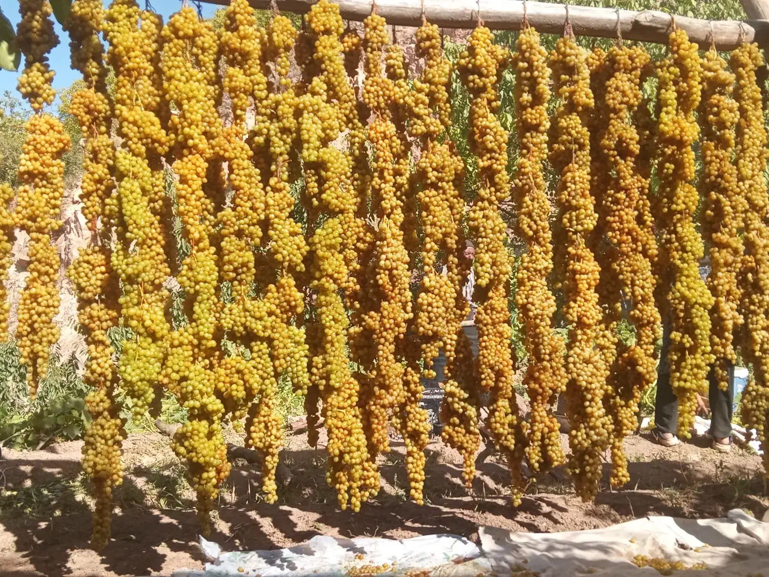 گردو کشمش عمده و جزئی|عمده‌فروشی|شیروان (خراسان), |دیوار