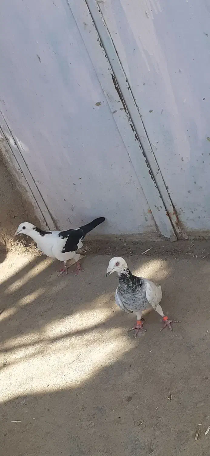 نرو ماده عتیقه|پرنده|زهک, |دیوار