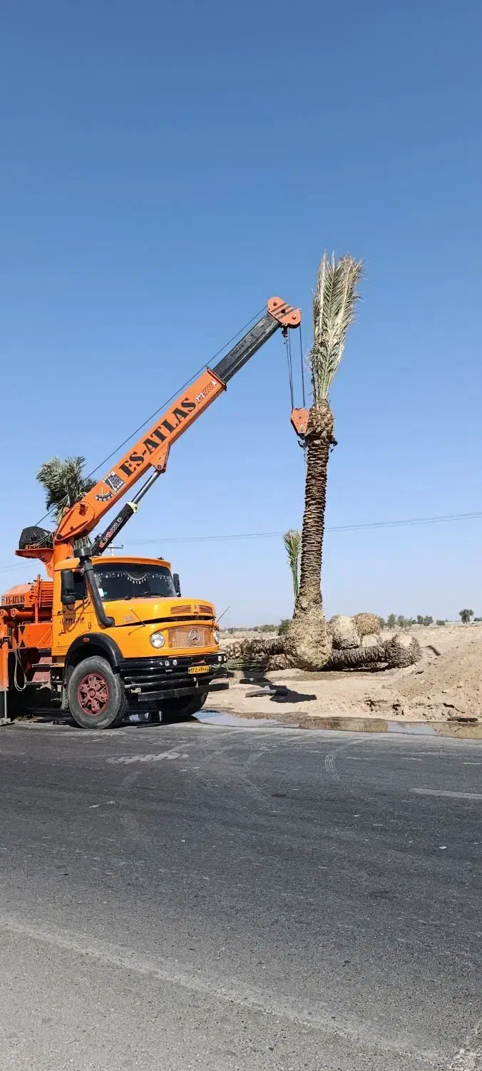 خرید نخل با ریشه|خدمات باغبانی و درختکاری|آبپخش, |دیوار