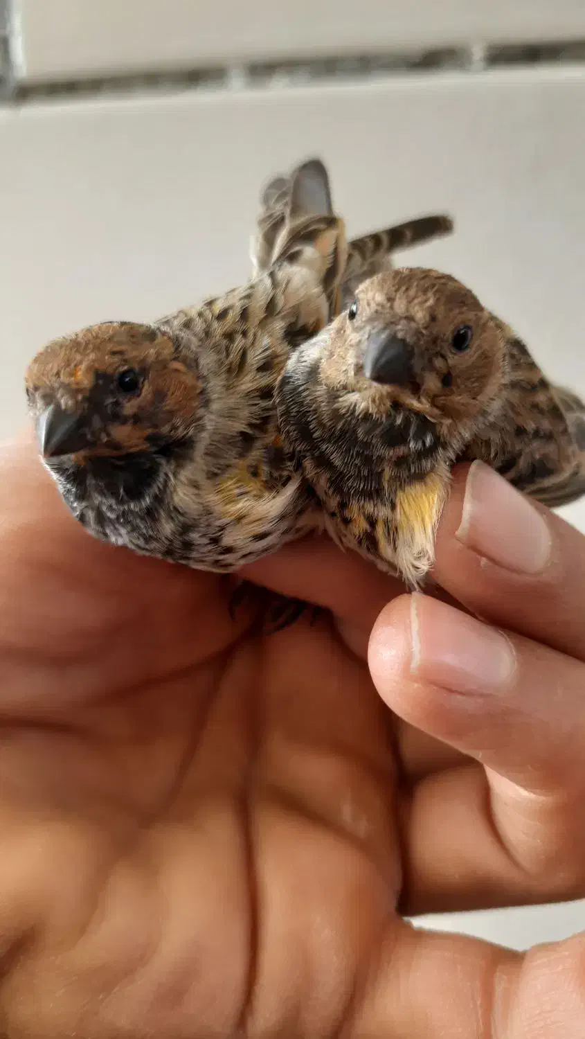 جوجه گلبسر و سهره|پرنده|فسا, |دیوار