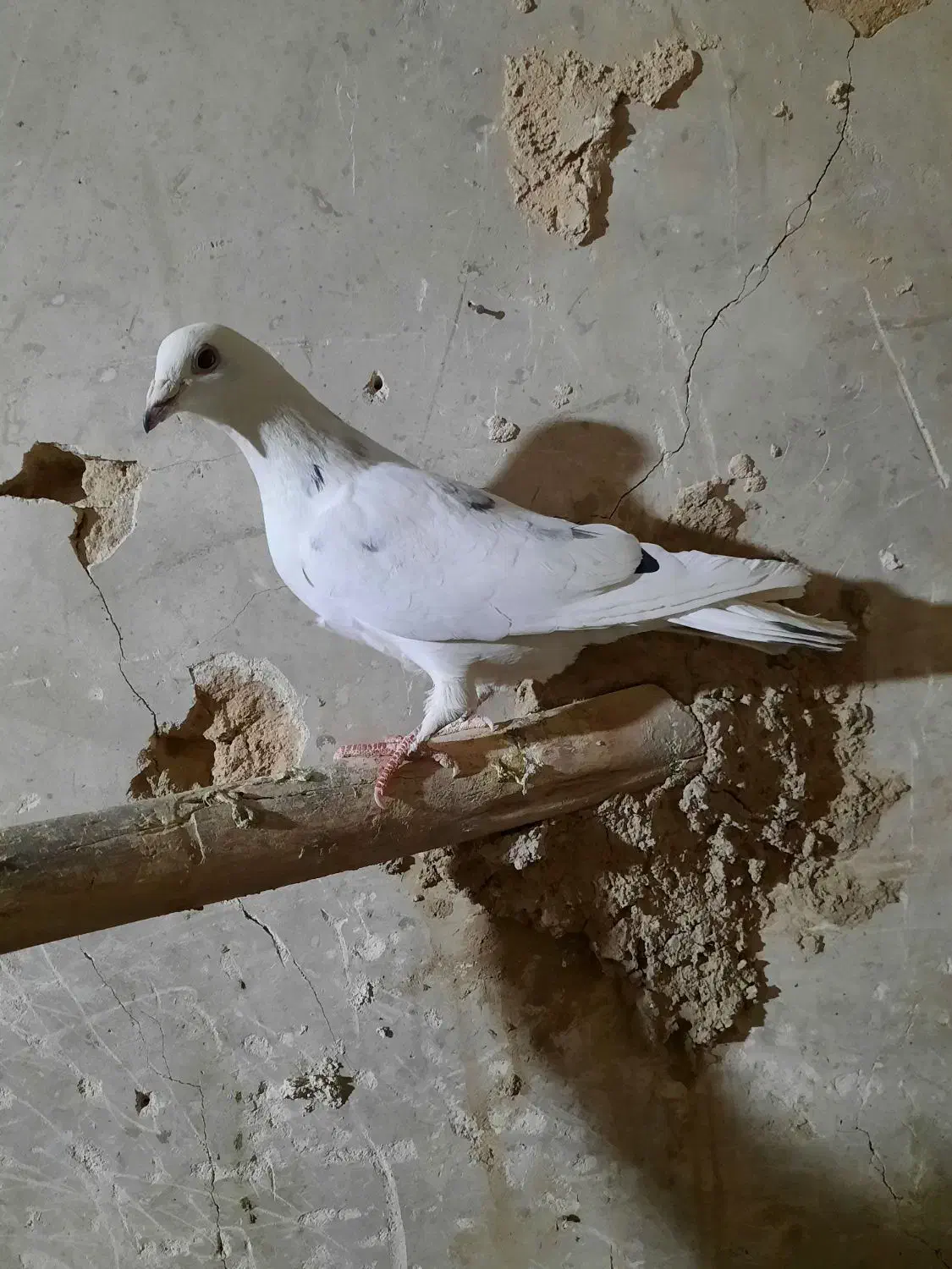 کبوتر المانی|پرنده|فردوس (خراسان), |دیوار