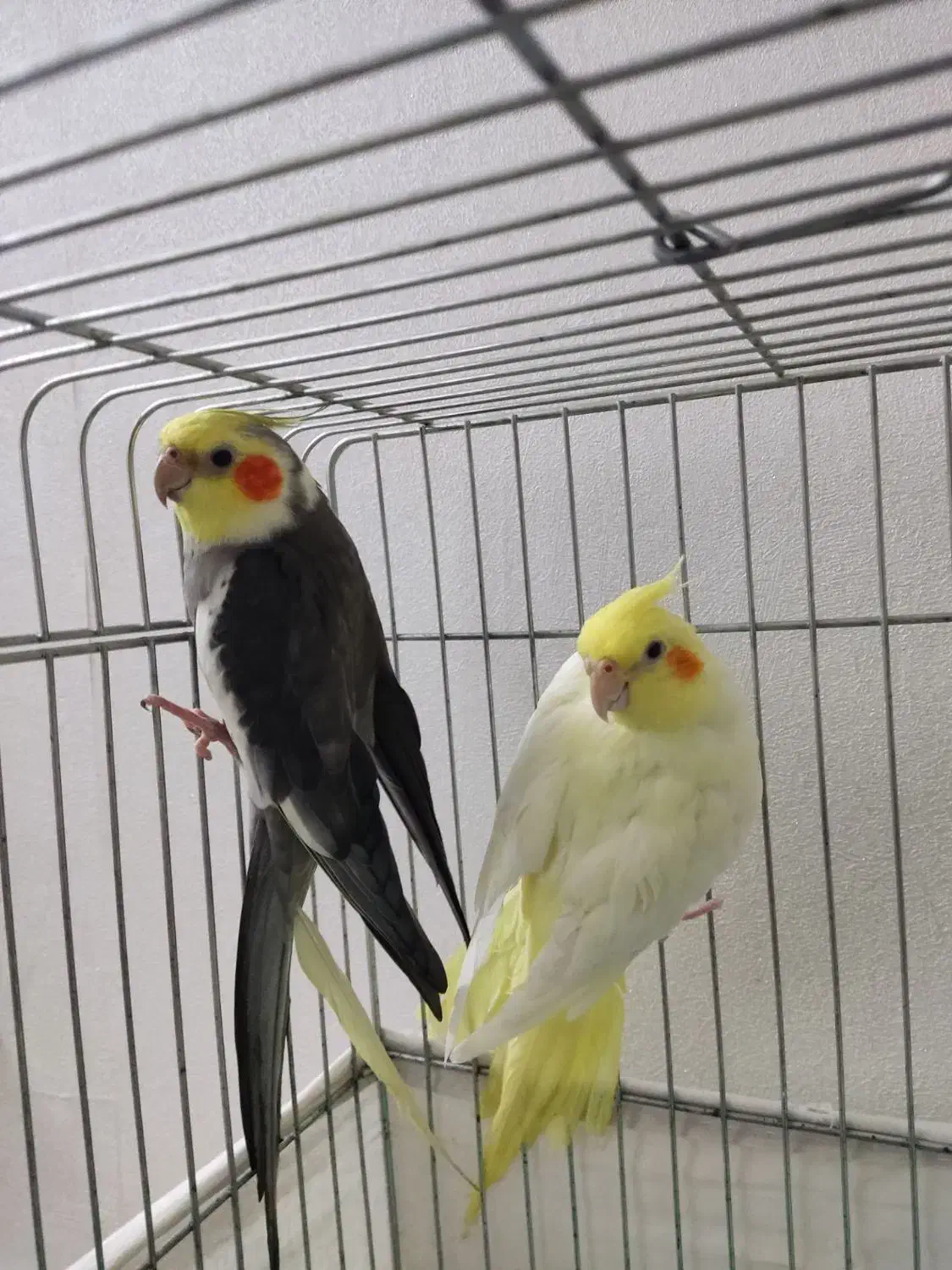 عروس هلندی|پرنده|قرچک, شهرک الحدید|دیوار