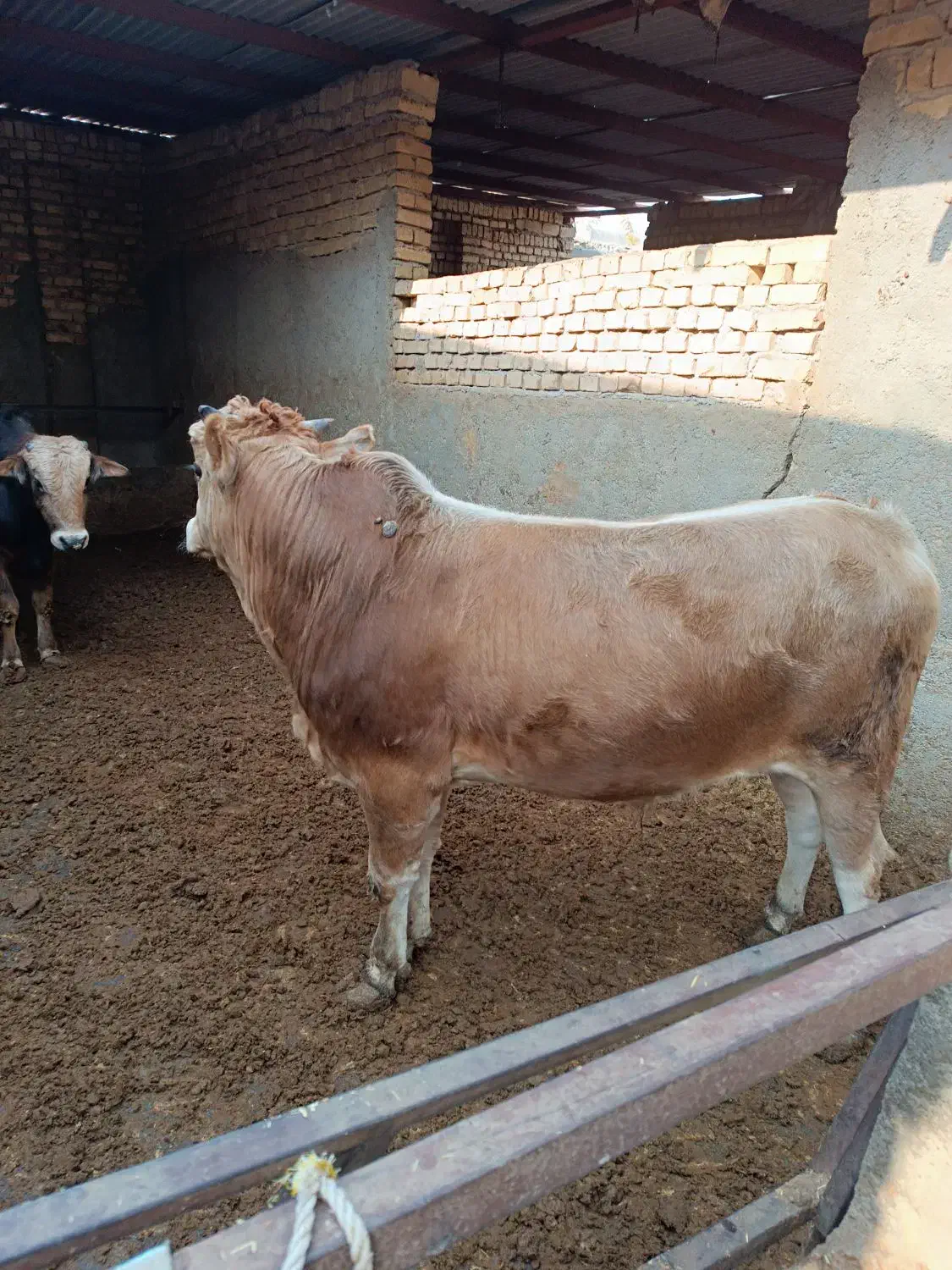 ۲راس گوساله چاقسرکداراجری|حیوانات مزرعه|پیشوا, |دیوار