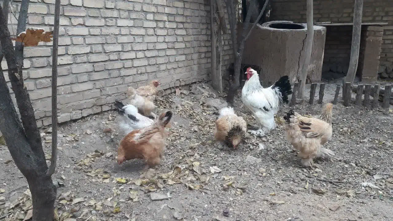 تخم مرغ نطفه دار برهما|حیوانات مزرعه|یزد, |دیوار