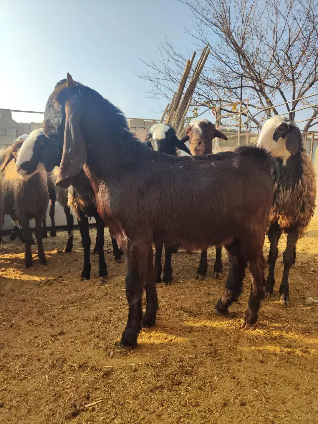 گوسفند بزغاله|حیوانات مزرعه|کنگاور, |دیوار