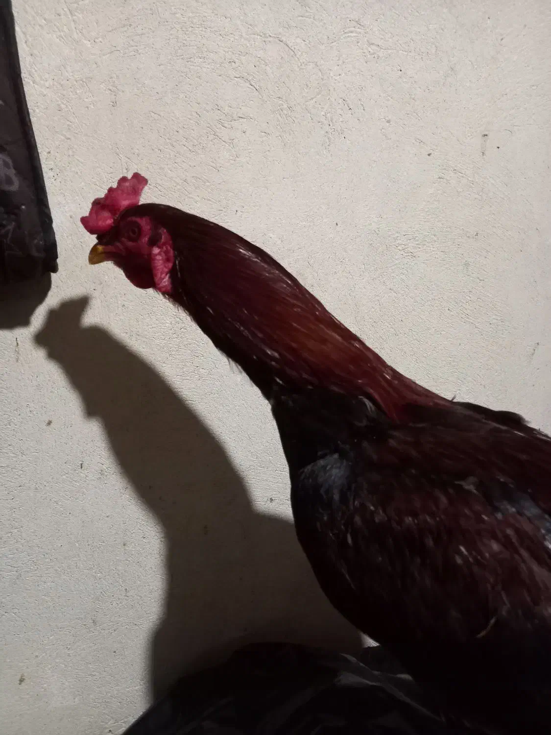 خروس لاری|حیوانات مزرعه|فسا, |دیوار