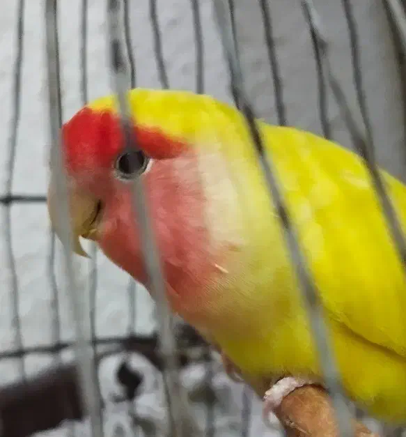 طوطی برزیلی|پرنده|بندر دیر, |دیوار