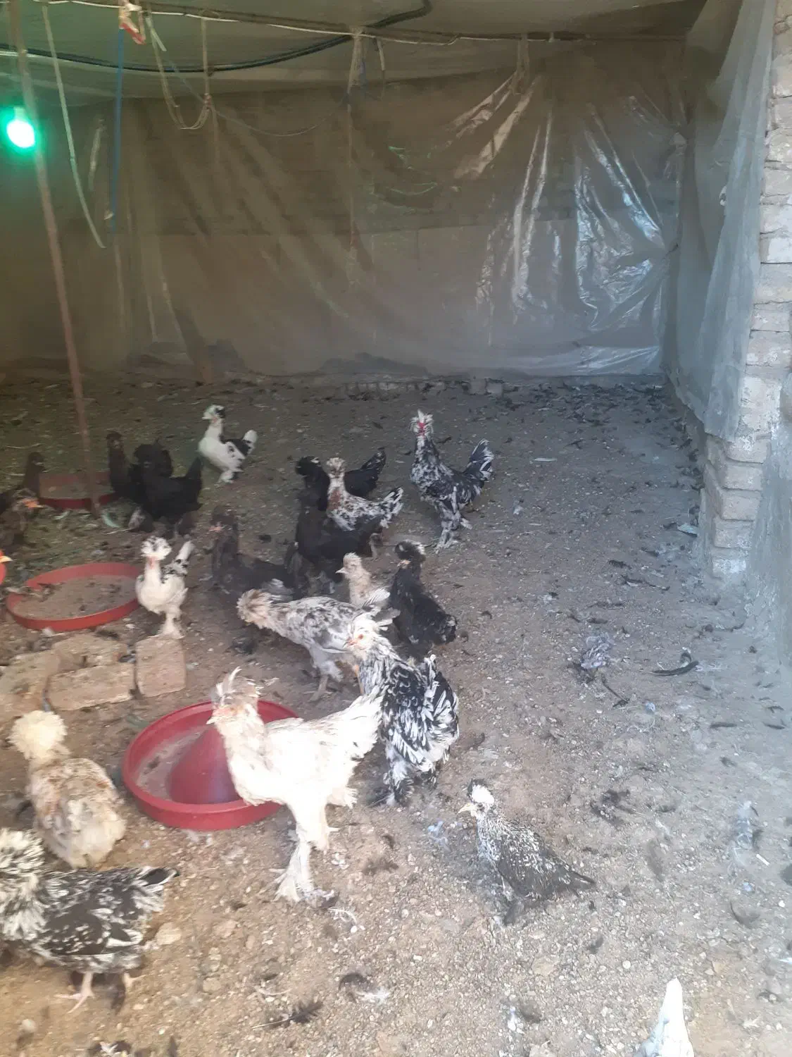 نیمچه پنچ ماهه سلطان|حیوانات مزرعه|زاویه, |دیوار