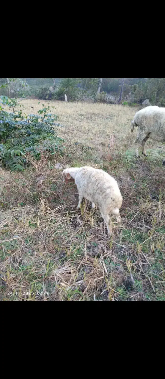 گوسفند نر|حیوانات مزرعه|املش, |دیوار