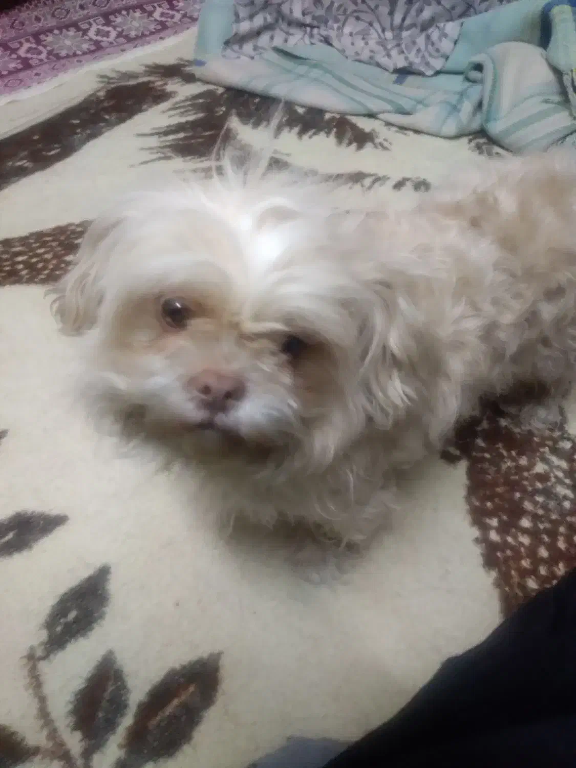 گمشده|حیوانات|بروجرد, |دیوار