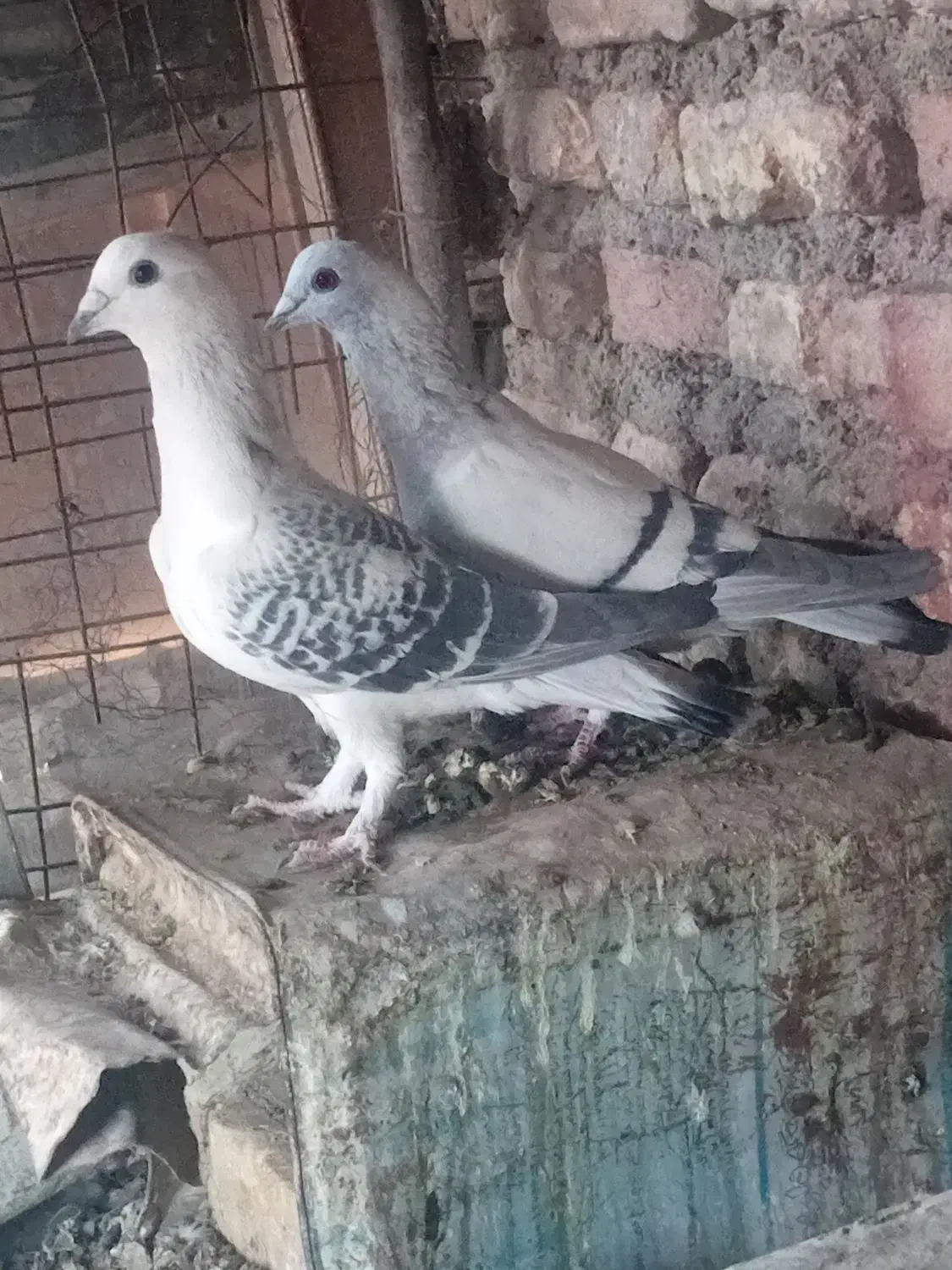 جفت بدرنگ|پرنده|بردسیر, |دیوار