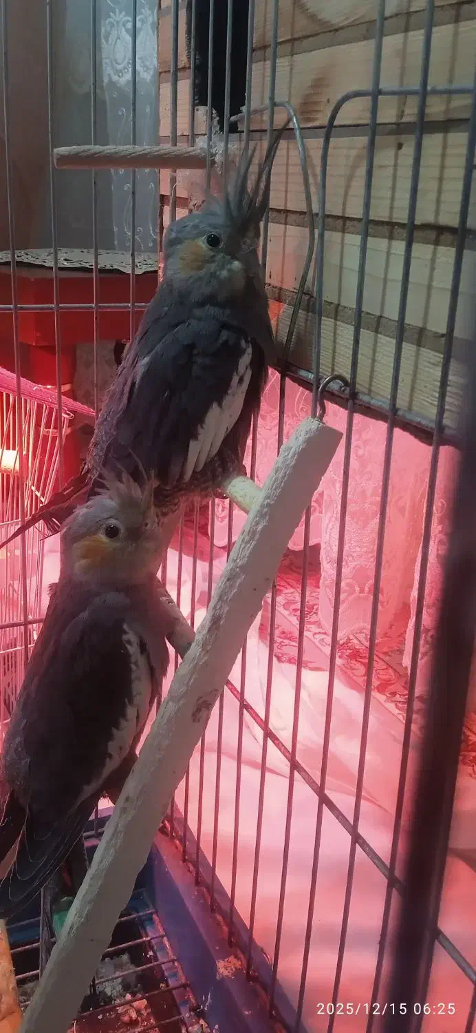 دوتاش 900|تابلو، نقاشی، عکس|ورامین, ورامین|دیوار