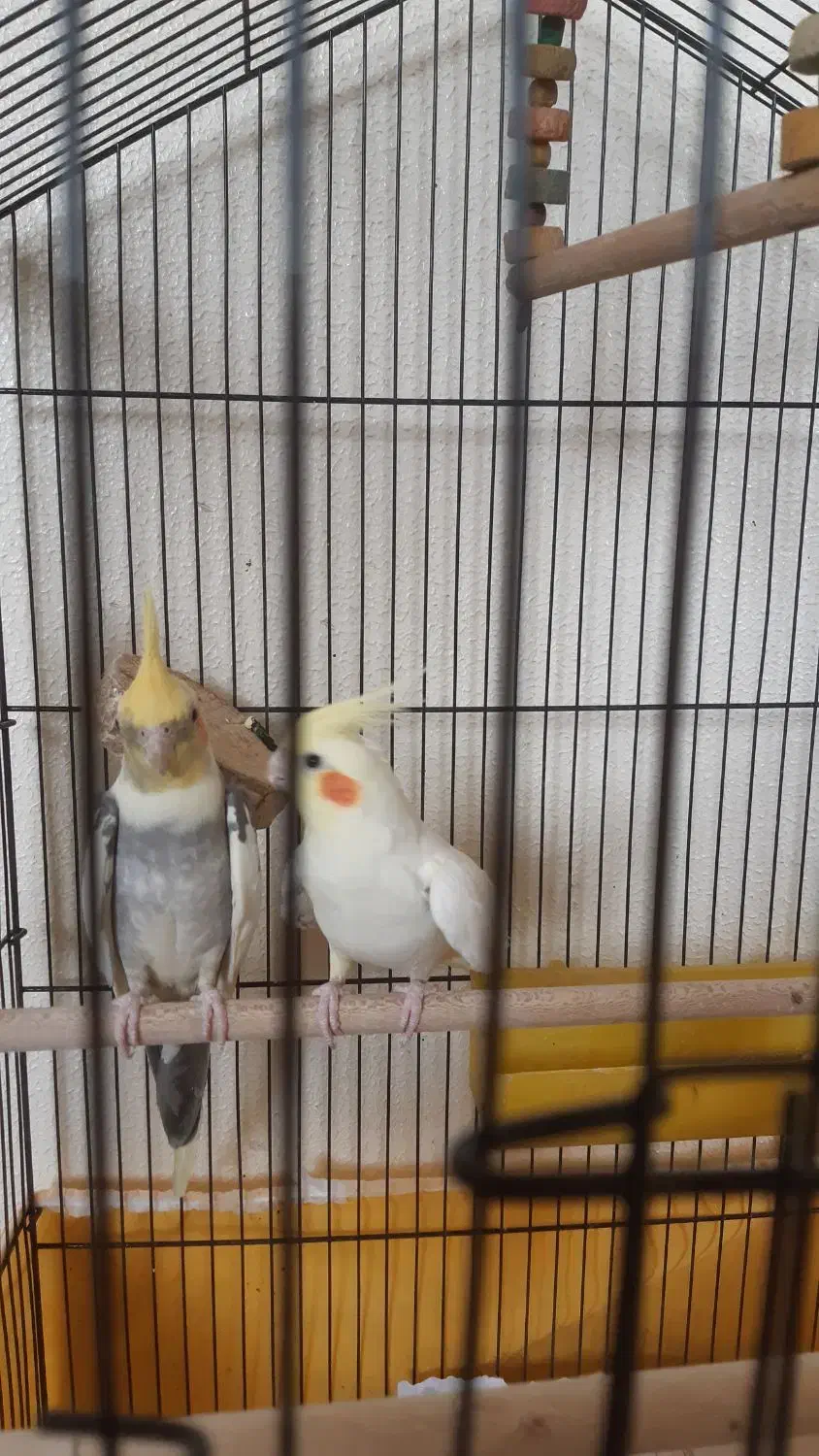 جفت مولد لوتینو و ابلغ|پرنده|شاهینشهر, شهرک گلدیس|دیوار