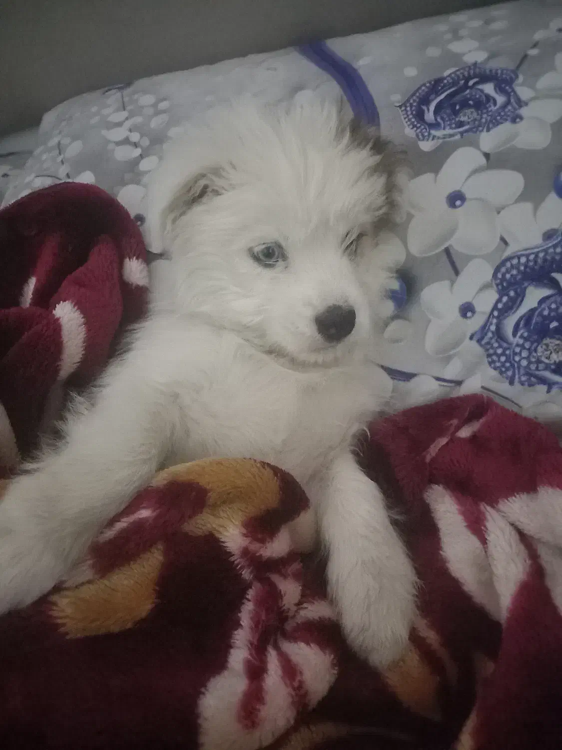 شیتزو ماده قیمت ۲۵۰۰|سگ|فولادشهر, زاینده رود|دیوار