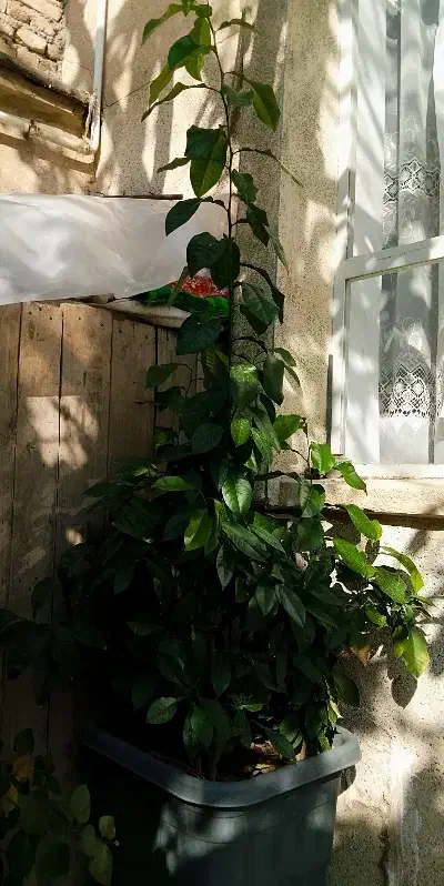 گل بهار نارنج|گل و گیاه طبیعی|سلماس, |دیوار