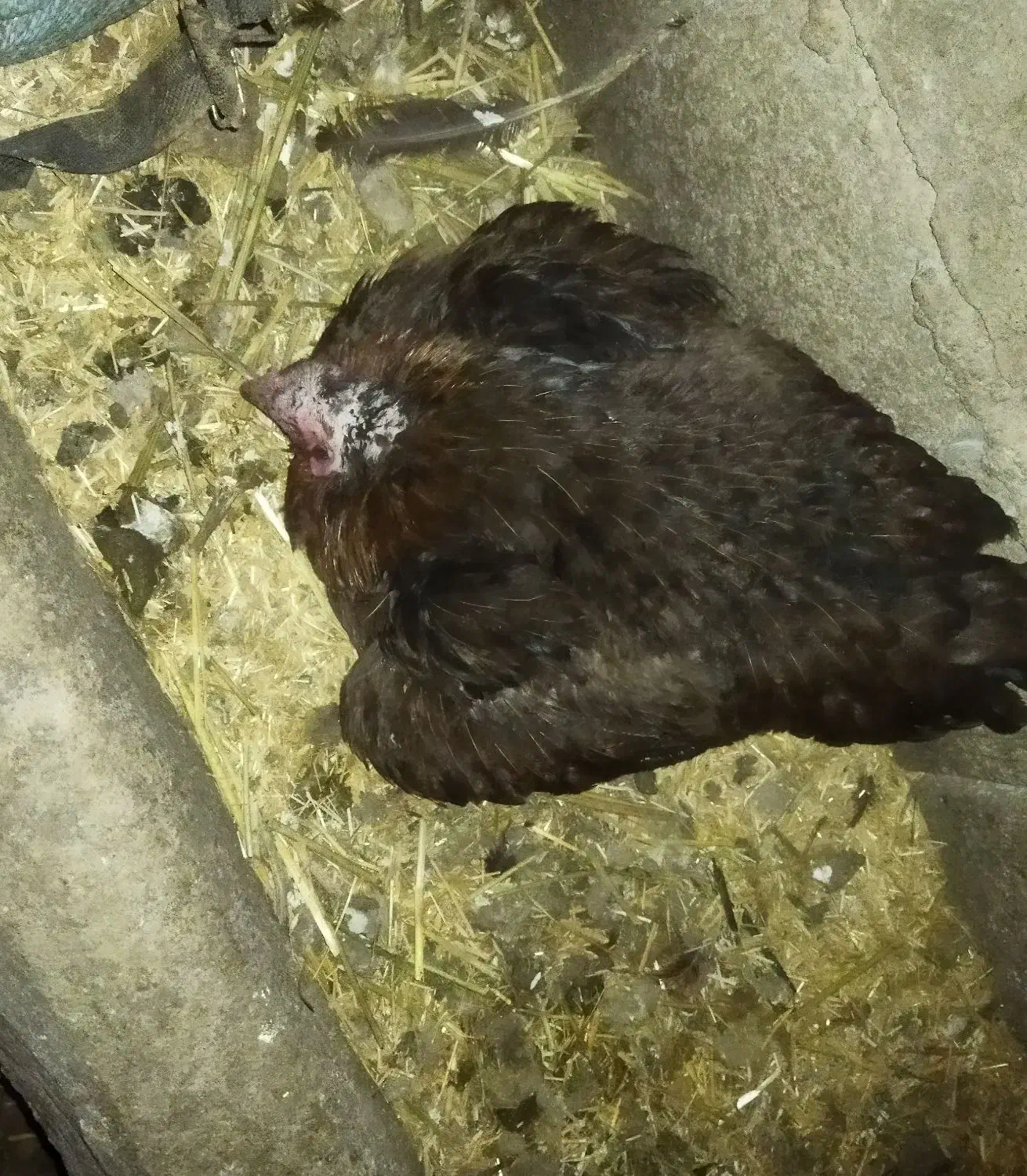 مرغ کرچ|حیوانات مزرعه|مشگین شهر, |دیوار