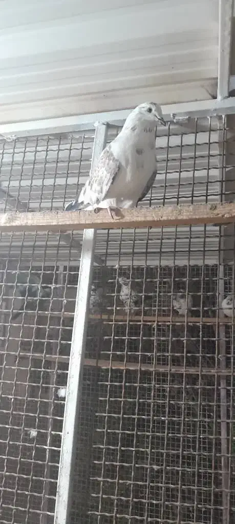 یه دونه کبوتر پرشی نر به فروش می رسد|پرنده|قشم, |دیوار