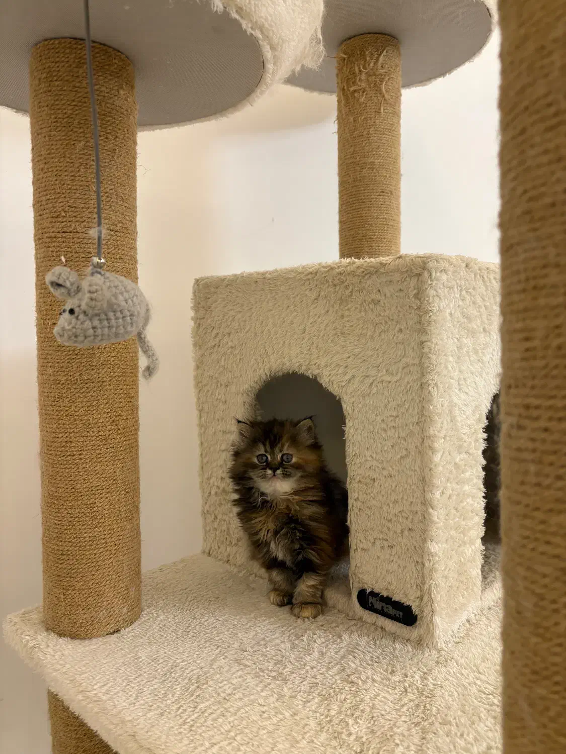 گربه بریتیش لانگ|گربه|تهران, نیاوران|دیوار