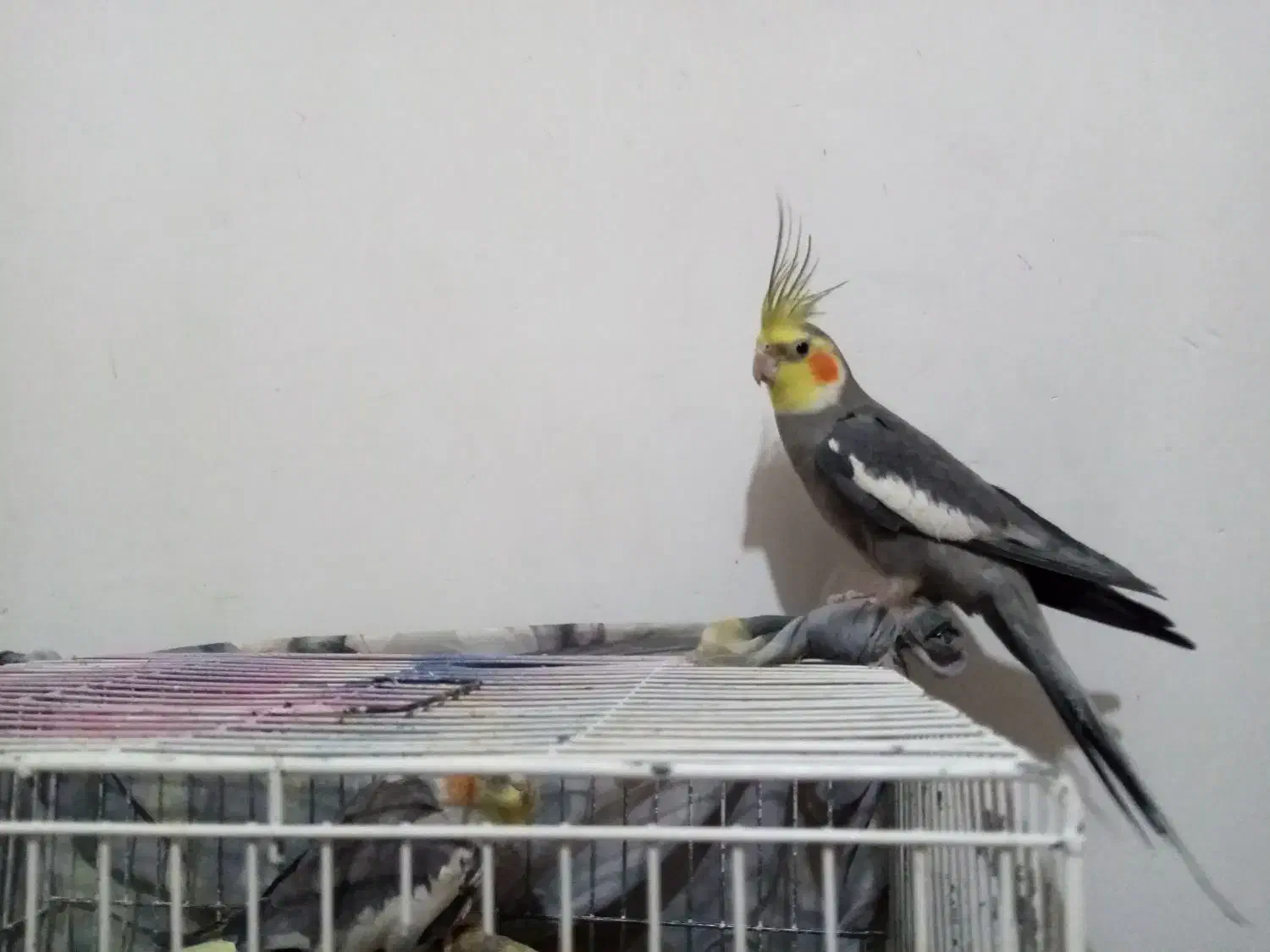 عروس هلندی|پرنده|کاشمر, |دیوار