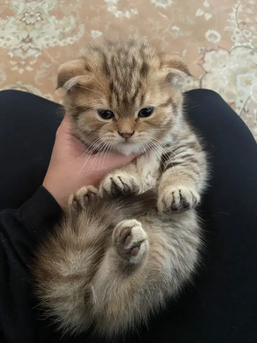 توله اسکاتیش و بیریتیش وارداتی|گربه|آمل, |دیوار