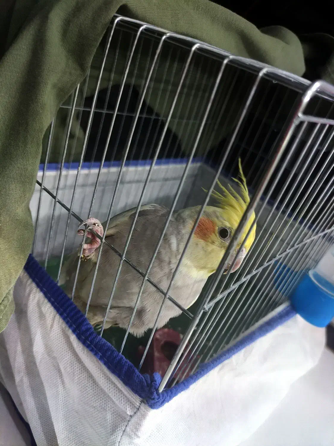 عروس هلندی|پرنده|فسا, |دیوار