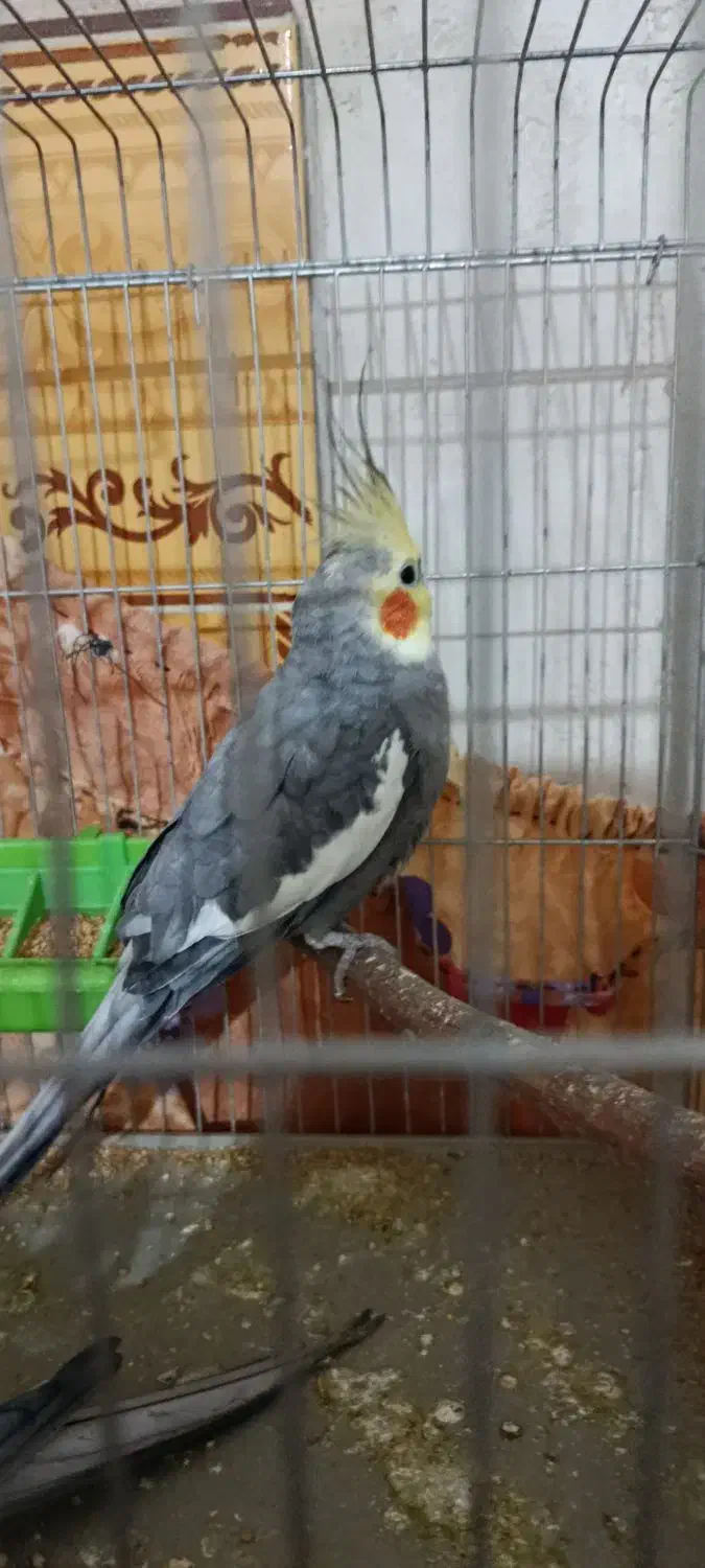 عروس هلندی|پرنده|چرام, |دیوار