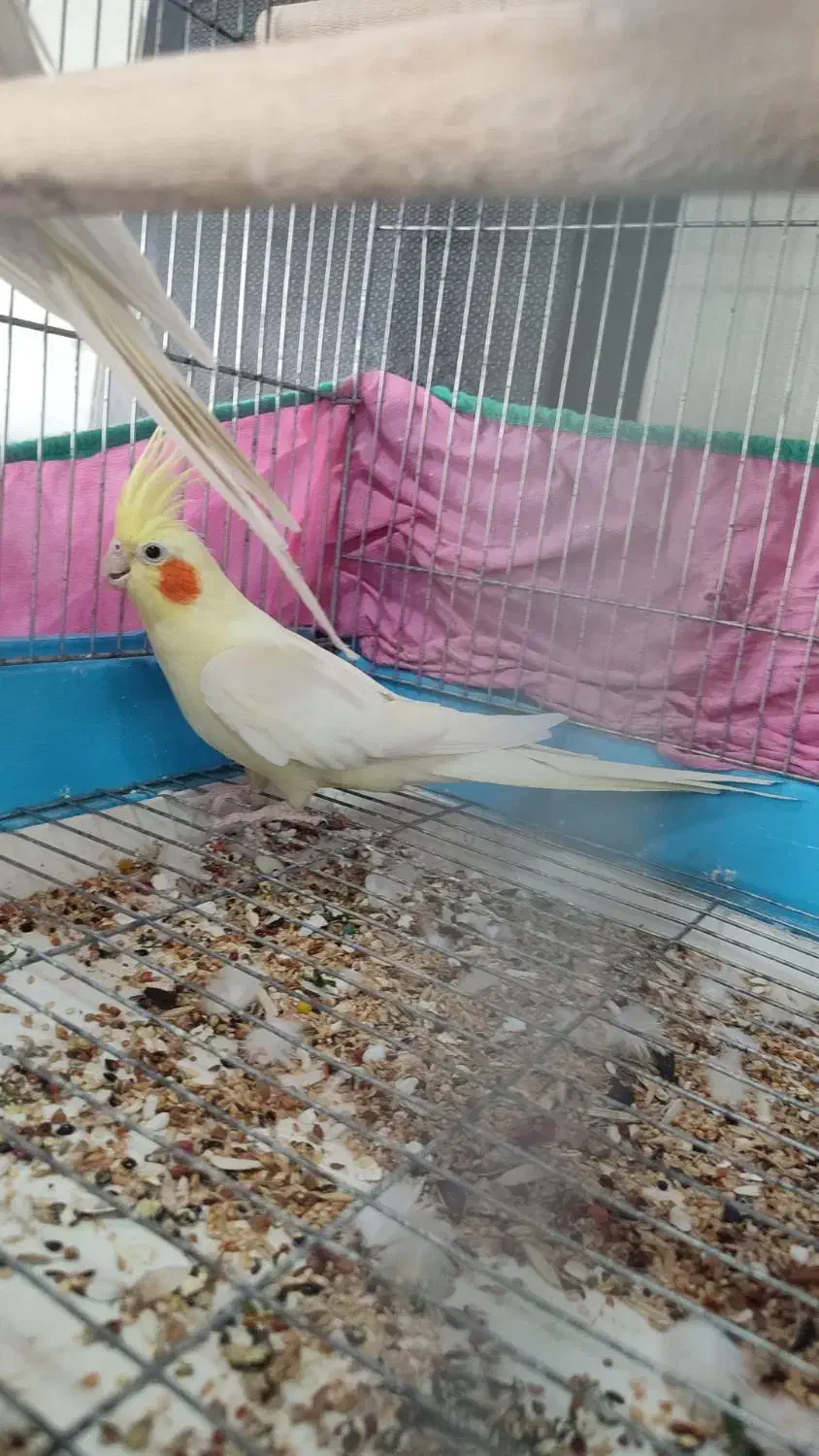 عروس هلندی لوتینو نر(بندر دیر )|پرنده|بندر دیر, |دیوار