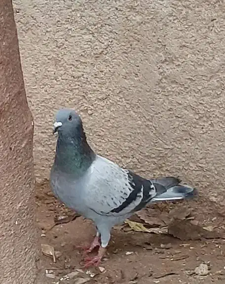 پرنده|پرنده|دوگنبدان, |دیوار