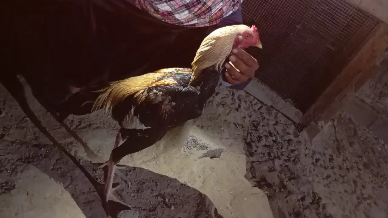 جاوا|حیوانات مزرعه|کنارک, |دیوار