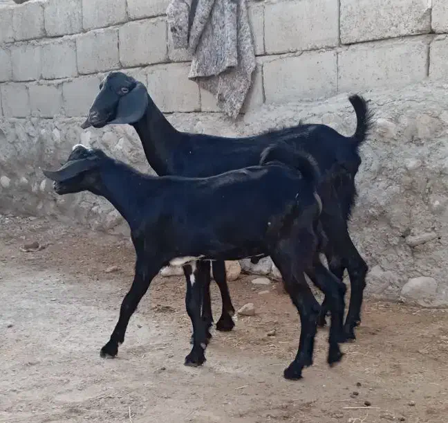 بز جوان با کهره نر بزرگ اطراف رویدر|حیوانات مزرعه|رویدر, |دیوار