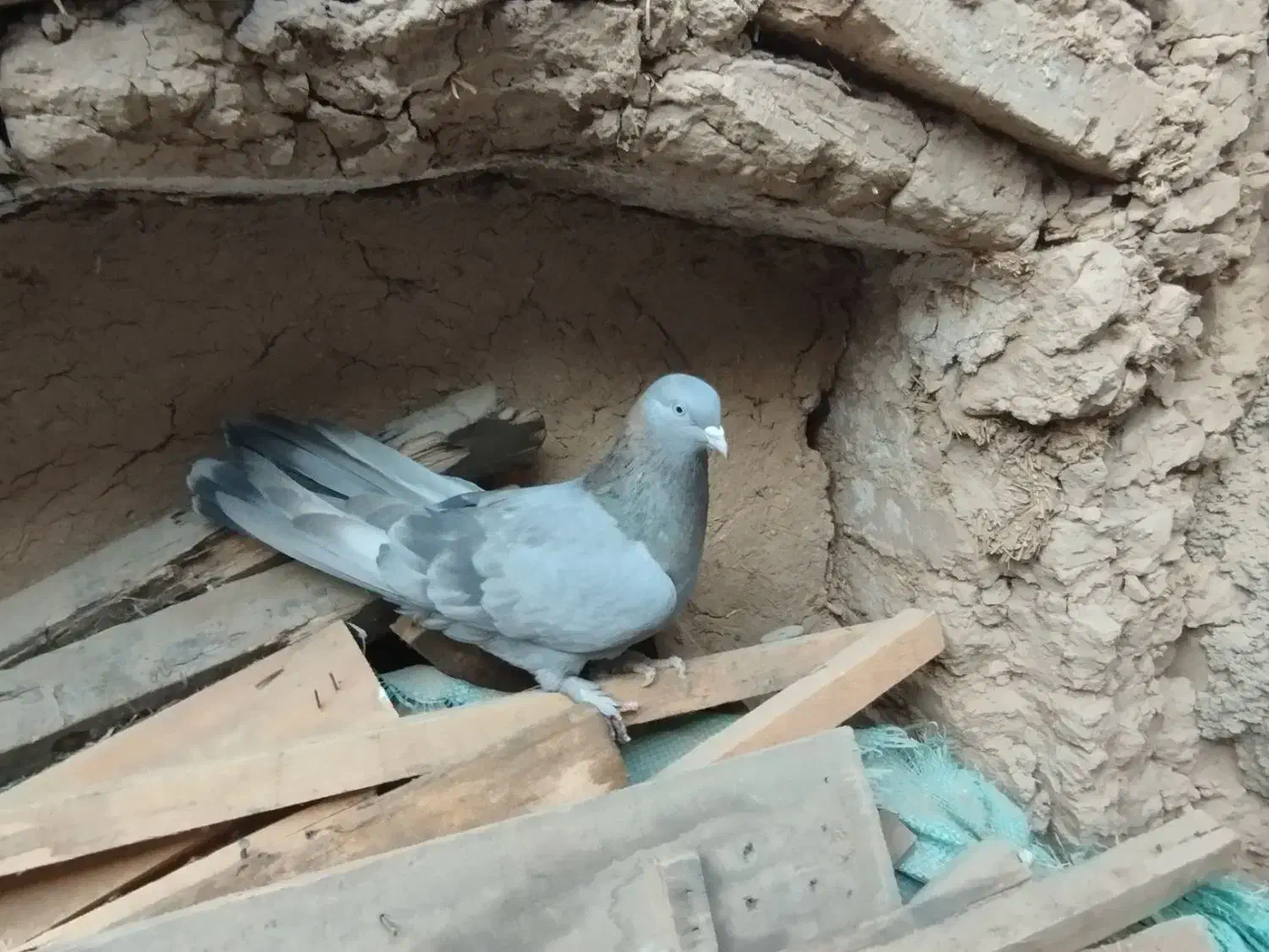 کفتر اصفهانی ماده|پرنده|برخوار, |دیوار